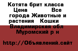 Котята брит класса › Цена ­ 20 000 - Все города Животные и растения » Кошки   . Владимирская обл.,Муромский р-н